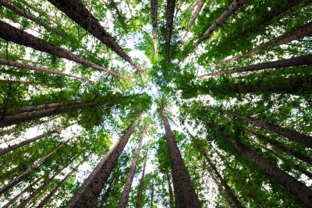 County: Net zero by 2045